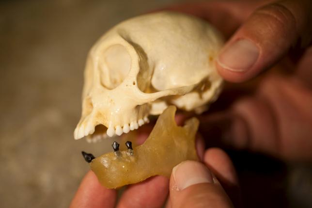 В Северной Америке обнаружены останки обезьяны возрастом 21 миллион лет