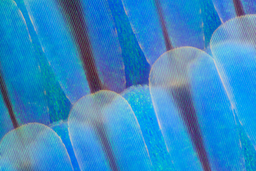 Крылья бабочек под микроскопом
