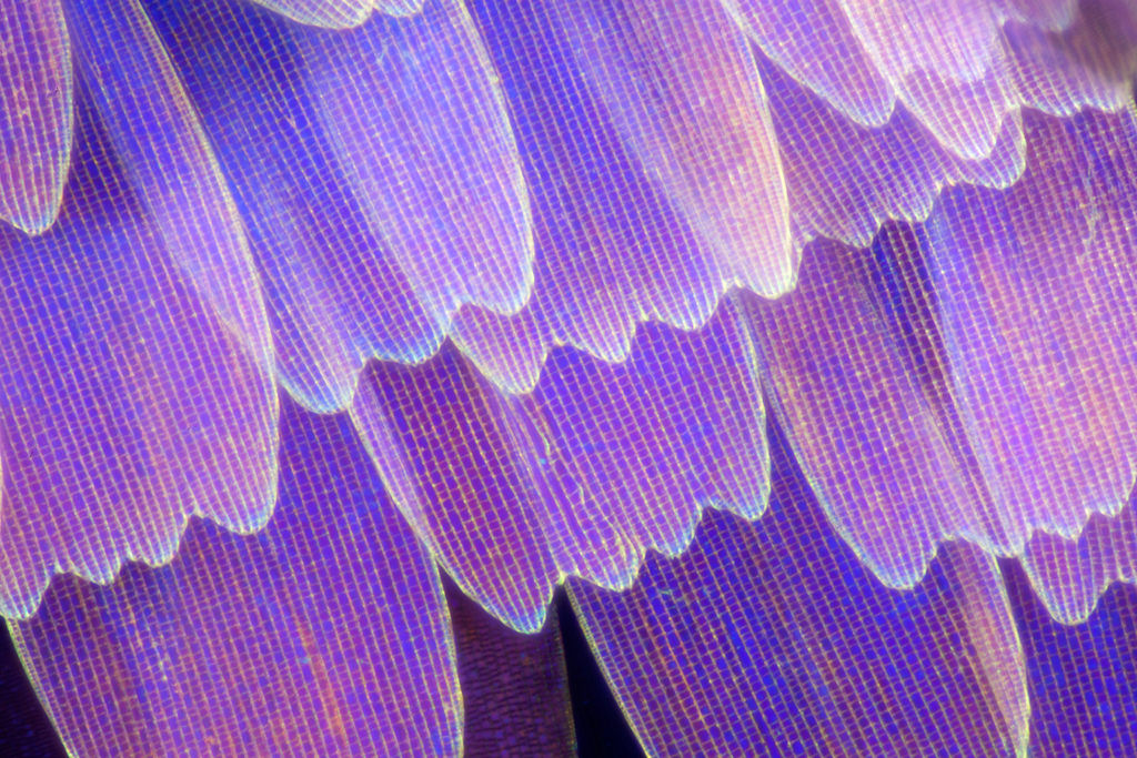 Крылья бабочек под микроскопом