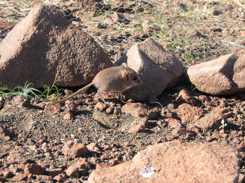 В Намибии обнаружен неизвестный вид млекопитающего