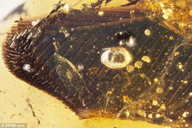 Найдены крылья птиц в янтаре, обитавших в эпоху динозавров — Палеонтологи
