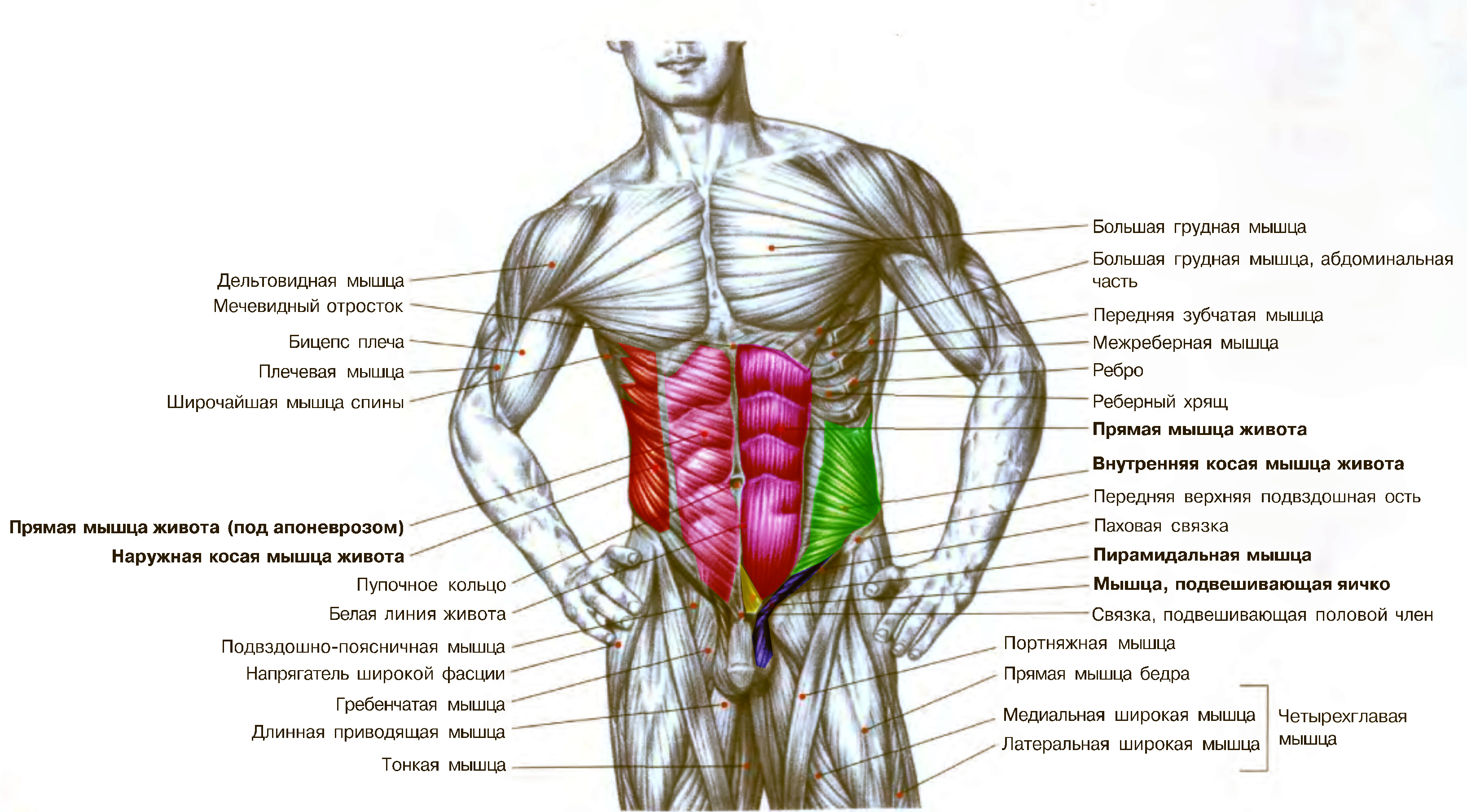 Схема мышц тела человека / ©Flickr