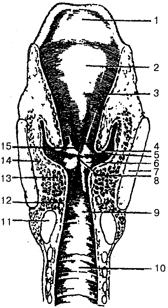 Схема гортани человека, под номером 5 обозначены морганиевы желудочки гортани / ©Flickr