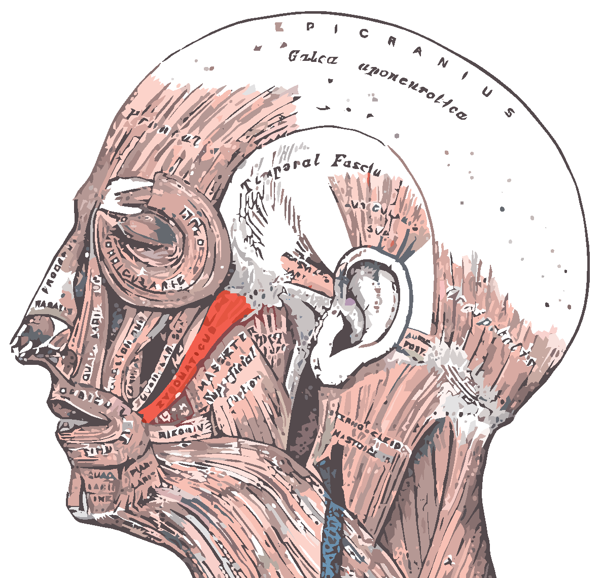 Схема мышц головы человека, над ушными раковинами видны ушные мышцы / ©Flickr