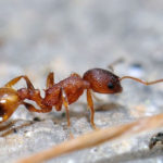 Ученые: У муравьев во время ходьбы «отключается» мозг