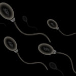 Физики выяснили, отчего сперматозоиды собираются в стаи