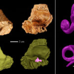 Сканирование черепа древнего человека выявило структуру внутреннего уха неандертальцев
