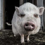 Генетики создали устойчивых к вирусам свиней