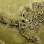 В окаменелых останках древних рептилий нашли кровь и белок