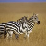 Почему зебры полосатые