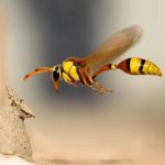 Пчелы вдохновили ученых на разработку нового дизайна микролетательных аппаратов