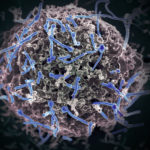 Обнаружены антитела, защищающие от вируса Эбола