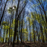 Ученые подсчитали количество деревьев на Земле