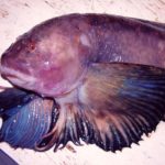 Ученые обнаружили рыбу на рекордно большой глубине
