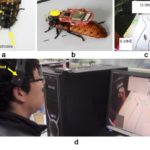 Китайские студенты научились контролировать тараканов силой мысли