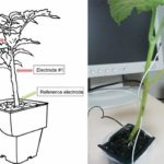 Растения подключат к Интернету