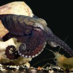 Ученые нашли осьминогов-романтиков