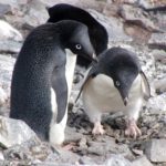 Массовая гибель пингвинов в Антарктиде вызвана гигантским айсбергом