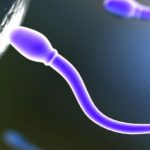Ученые проникли в тайну знакомства сперматозоида и яйцеклетки