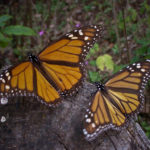 Бабочкам-монархам грозит исчезновение в течение 20 лет