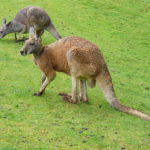 Хвост кенгуру играет роль пятой ноги