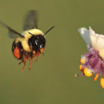 Голландские пчелы за полтора века уменьшились в размерах