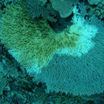 Неизвестная напасть – «белый синдром» – уничтожает коралловые рифы