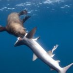 Тюлени стали охотиться на акул и поедать их внутренние органы