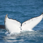 Экспертиза ДНК подтвердила новозеландский визит белого кита Мигалу