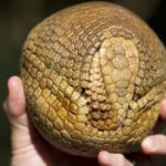 «Яйцо динозавра» оказалось панцирем доисторического броненосца