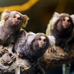 Видеоуроки для бразильских обезьян дали положительные результаты