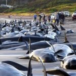 Раскрыта причина массового выброса дельфинов на сушу