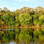 Названа главная причина исчезновения лесов Амазонии
