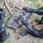 Карликовые шимпанзе научились изготавливать орудия труда и оружие для нападения