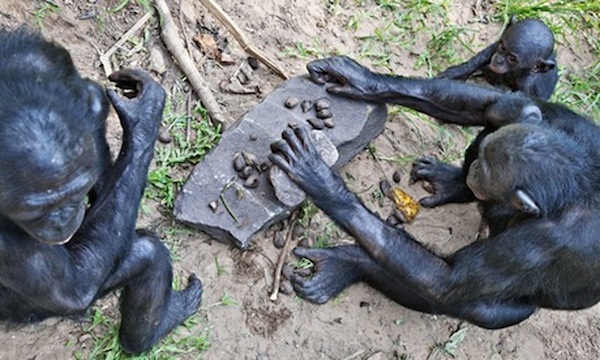 A-bonobo-uses-a-rock-as-a-008