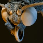 Микроскопическая камера фиксирует невероятные фотографии насекомых и растений