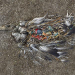 В найденной на помойке птице накопилось столько загрязняющих веществ, что она могла быть огнеустойчивой
