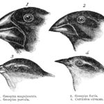 У птиц обнаружили ген, отвечающий за форму клюва