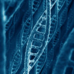 Ученые: лишь 8,2 процента человеческого ДНК функциональны