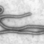 В США подтвержден первый случай заболевания Эболой