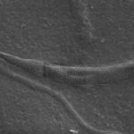 Во льдах Антарктиды обнаружены древнейшие сперматозоиды неизвестного червя