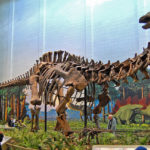 Гигантских бронтозавров достали со «свалки видов»