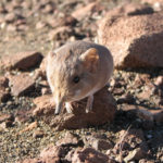 В Намибии обнаружен неизвестный вид млекопитающего