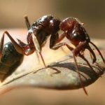Ученые впервые рассмотрели муравьиное «фехтование» на антеннах