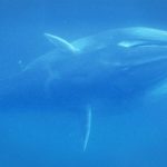 Самого редкого в мире кита впервые сняли на видео