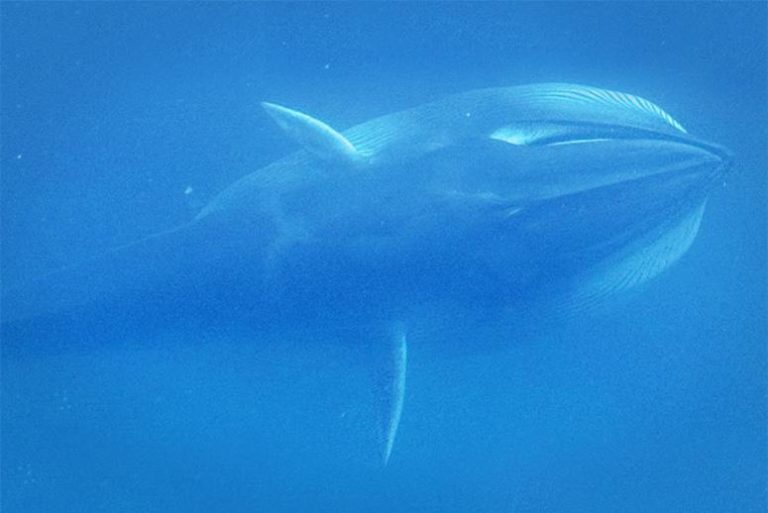 Omura-whale-MAIN