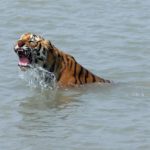В Бангладеш недосчитались тигров