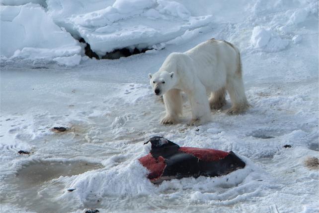 Researchers-observe-polar-bears-eating-dolphins-freezing-leftovers
