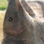 Видео: Защитники животных вооружили носорога встроенной в рог камерой