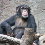 У шимпанзе есть моральные принципы, – ученые